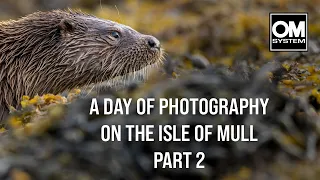 Dawn until dusk on the ISLE OF MULL Part 2 - Wildlife Photography - OM System OM-1