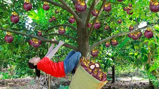 Harvest Purple Mangosteen Garden goes to the market sell | Emma Daily Life