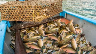 Amazing Unique Primitive Fish Trapping on the sea - They catch fish very easily using only traps