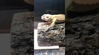 Bearded dragon eating pinky mouse.