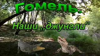 Гомель.  ,,Наши джунгли,,