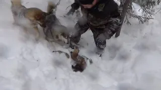 Охотник разнимает собак и соболя