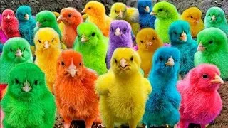 The Most Colorful Chickens in the World, Exploring the Rainbow of Chicken Feathers, Cute Animals 🐤🐤