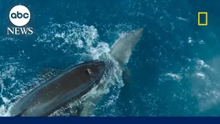 Orca takes down a great white shark on camera