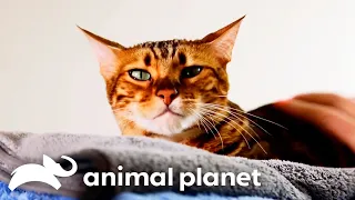 Cheeto the Bengal Cat's Unpredictable Aggression Exposed | My Cat From Hell | Animal Planet