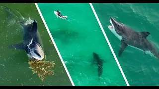 Best Great White Shark Drone Footage 2022 (Narrated)