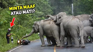 Cukup Minta Maaf, Pria Ini Lolos dari amukan Gajah...