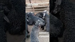 Беруний куй бозори