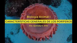 Características Generales de los Poríferos (Esponjas)