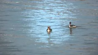 Beautiful Horned Grebes in adult molt