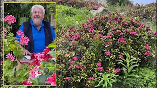 RHODODENDRON FERRUGINEUX : ARBUSTE À ADMIRER EN MONTAGNE DURANT L’ÉTÉ. Le Quotidien du Jardin N°224