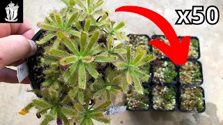 How to Make 50+ Plants from One - Propagating Drosera (Sundews, fly traps)