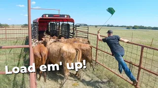 Saying Goodbye to Old Momma Cows!