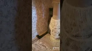 ахахахх ору 🤣🤣 кися топ 🤣🤣🔥 #shorts #funny #tiktok