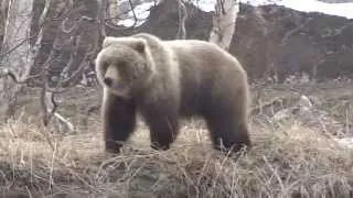 медведь и собака друзья. Камчатка,Россия ( bear and dog friends. Kamchatka, Russia )