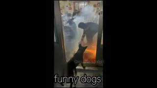 #shorts funny dog video || crackers funny video || kaushal's talent