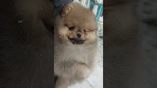 щенок померанского Шпица Spitz puppy, Pomeranian,