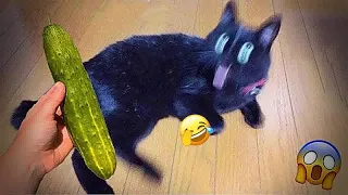 Funniest Animals 2023 😅 New Funny Cats and Dogs Videos 😹🐶 Part25