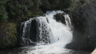 Salmon at Tumwater Falls (Sep 16, 2023)