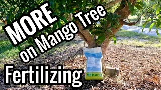 MORE on Mango Tree Fertilizing- WHEN to Fertilize