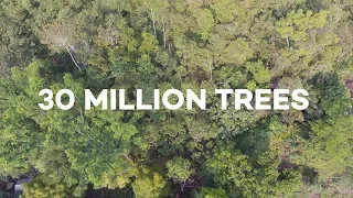 Ecosia users have just planted 30 MILLION trees