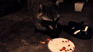 Hungry Racoon. Голодный Енот.