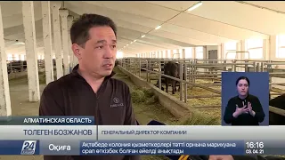 150 тонн мяса высокосортной говядины отправили на экспорт фермеры Кегенского района