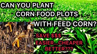 CAN WE USE FEED CORN TO PLANT A CORN FOOD PLOT FOR DEER HUNTING?