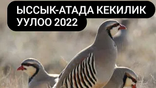 Удачная охота на кеклика 2022