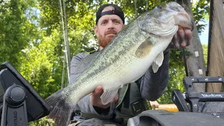 Lake Norman big bass shad spawn