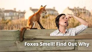 Foxes Smell! Find Out Why NOW