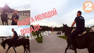 Работа молодой лошади. Часть 2.  Подготовка к сбору.