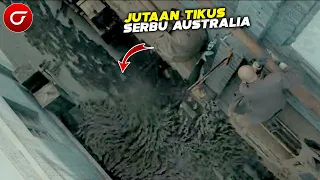 Merinding!! Jutaan Tikus Serbu Australia, Pemerintah Hingga Kuwalahan Tangani Wabah Tikus