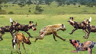 35 Tragic Moments! Wild Dogs Attack Alone Hyena | Wild Animal Life