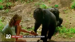 JANE GOODALL : une vie avec les chimpanzés / JT du vendredi 19 janvier 2018