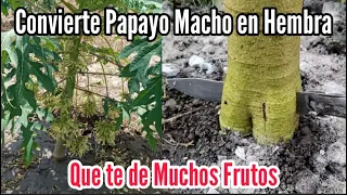 Convierte Papayo Macho en Hembra increíble te dará muchos frutos