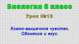 Биология 8 класс (Урок№12 - Кожно-мышечное чувство. Обоняние и вкус.)