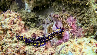 Shore diving Bargara Qld