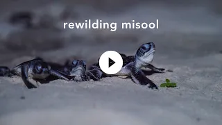 Rewilding Misool