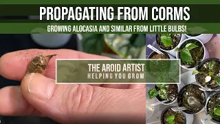 ALOCASIA PROPAGATION:  Grow alocasia from corms