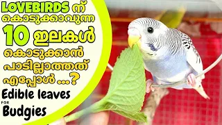 ലവ്ബേർഡ്സിന് കൊടുക്കാവുന്ന 10 തരം ഇലകൾ||10 Types of edible leaves for Budgies || R&B Media