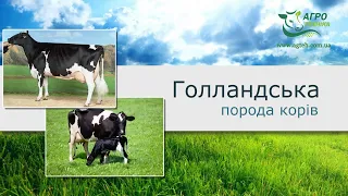 Голландська порода корів. Цікаві факти про голландську породу ВРХ