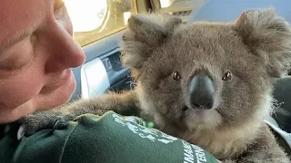 Australia fires: Helping koalas in need