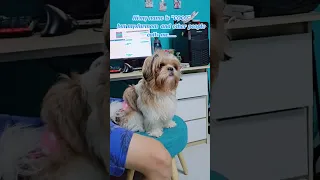 Hi! My name is "COCO"  #shorts #funnyshorts #funnydogs #cutedog #doglover #shihtzu