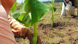 Proyecto Plátano - AGROPECUARIA RAMINSA S.A