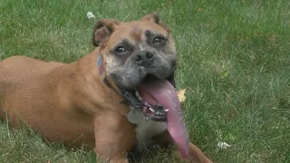 This dog holds the world record for longest tongue