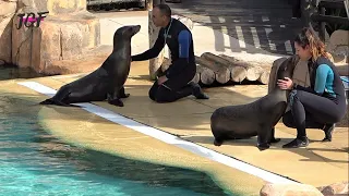 Sea lions (full show) at Jungle Park Tenerife