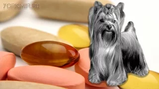 Авитаминоз у собак | Нехватка витаминов | Симптомы.