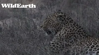 WildEarth - Sunset Safari - 13  Dec 2022