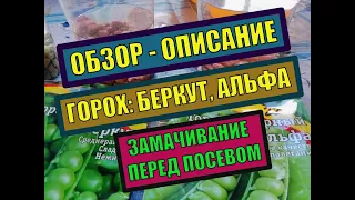 ГОРОХ: БЕРКУТ, АЛЬФА. ОБЗОР. ОПИСАНИЕ. ХАРАКТЕРИСТИКА. ЗАМАЧИВАНИЕ ГОРОХА ПЕРЕД ПОСЕВОМ